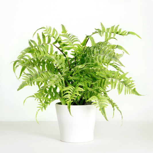 Artificial fern plant in white planter - 18"