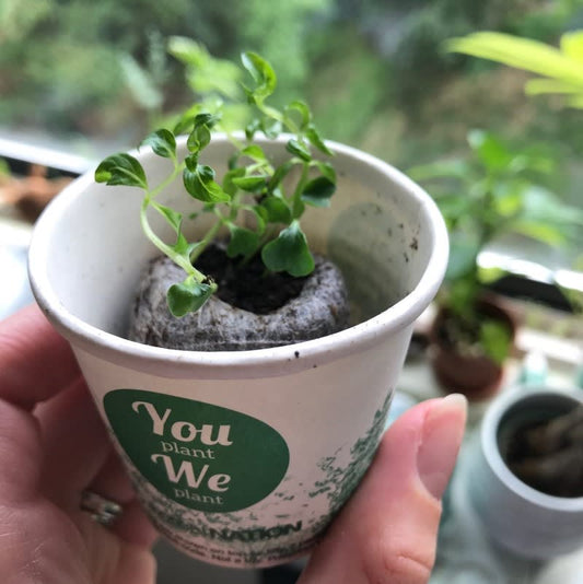 Pack of 100 Tree Kit Cups, We Plant 1000 More Trees