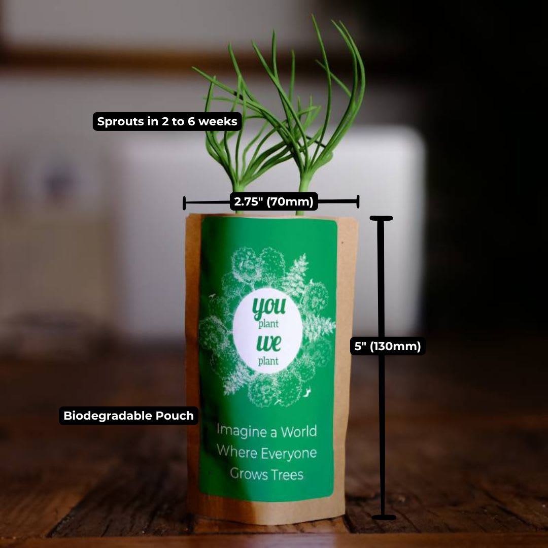 Homeland of the Heart