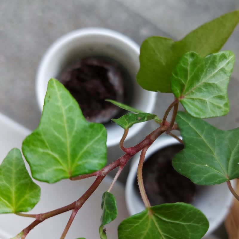 Pack of 100 Tree Kit Cups, We Plant 1000 More Trees