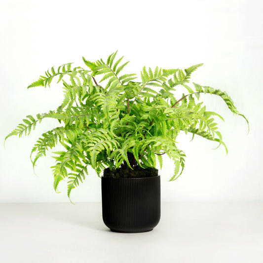 Artificial fern plant in black pot - 18"